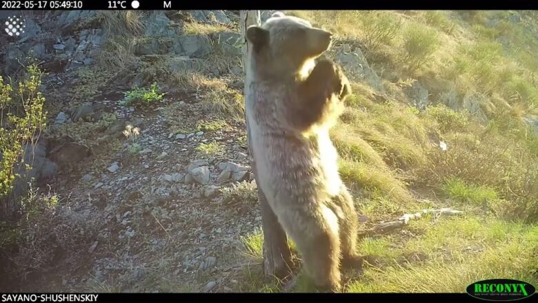 Hidden cameras captures bears ‘dancing’