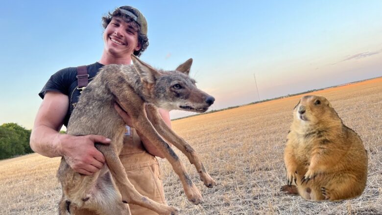 How to Hand Catch a Coyote (feeding Big Ounce)