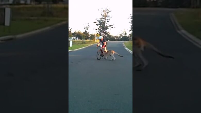 Kangaroo Runs right into Cyclist