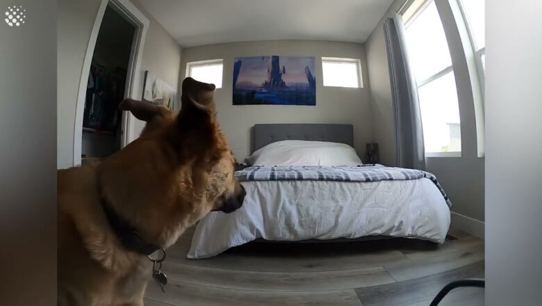 Man sets up hidden camera to see what his dog does while he’s at work