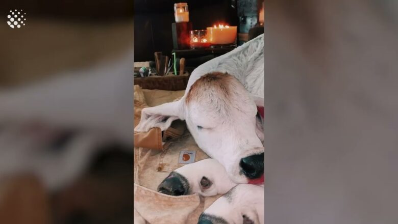 Meet the Cows Who Have Luxurious Spa Day Regularly