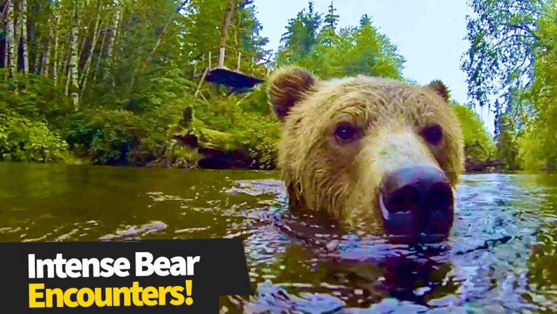 Top 16 Intense Bear Encounters | Wild Bear Compilation