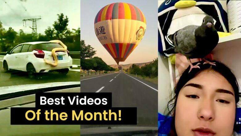Top 35 Best Viral Videos of the Month! (August 2022)