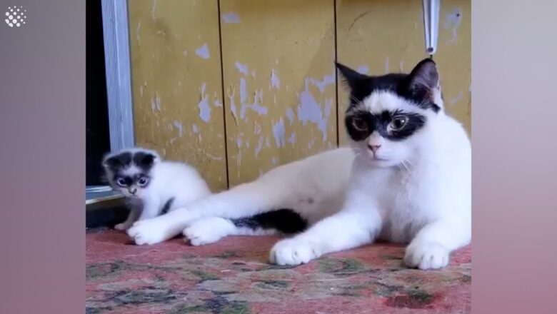 Two cats that look like they are wearing masks resembling a bandit