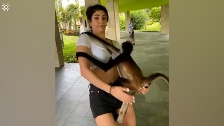 Wild monkey climbs on top of girl and won’t let go