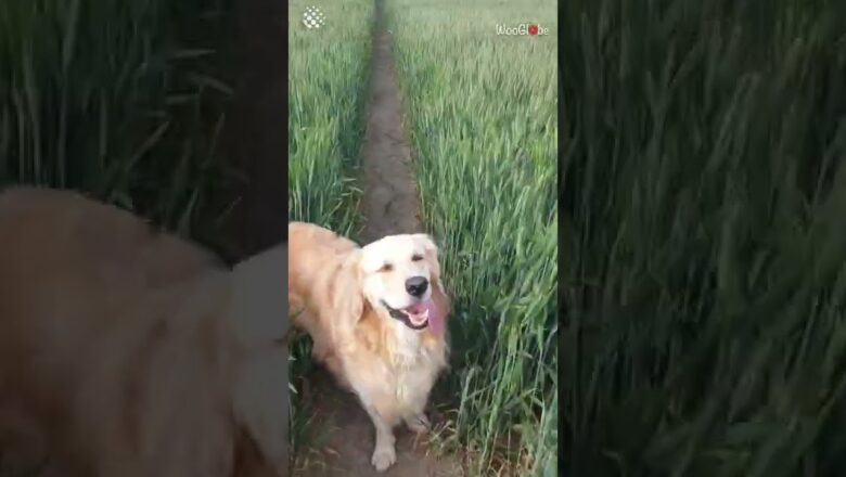 Woman hides from dog to see if he’ll search for her!