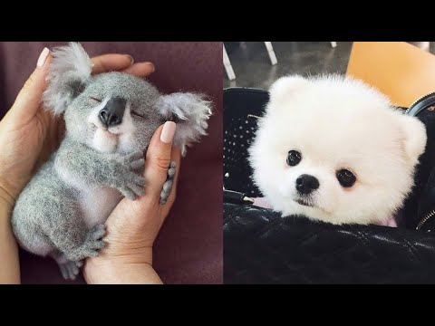 AWW SO CUTE! Cutest baby animals Videos Compilation Cute moment of the Animals – Cutest Animals #25