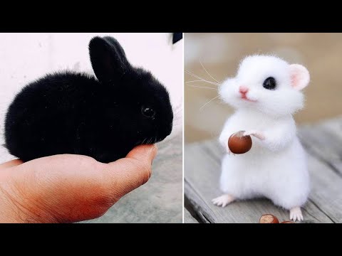 AWW SO CUTE! Cutest baby animals Videos Compilation Cute moment of the Animals – Cutest Animals #25