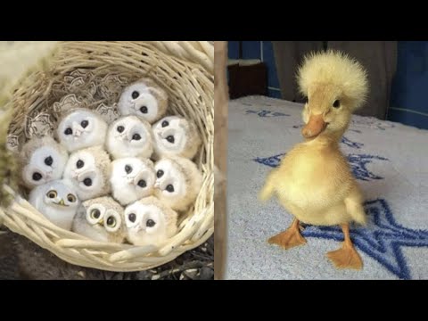 AWW SO CUTE! Cutest baby animals Videos Compilation Cute moment of the Animals – Cutest Animals #23