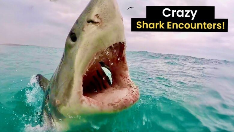 Craziest Shark Encounters Caught on Camera