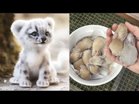 Cute baby animals Videos Compilation cute moment of the animals – Cutest Animals #1
