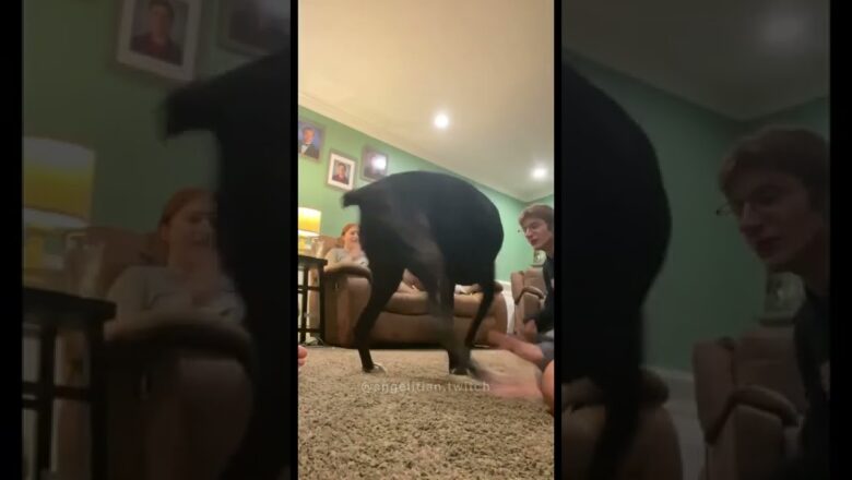 Dog loves to hear her name chanted!