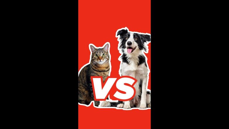 Dogs vs. Cats: Who Loves You More? #Shorts