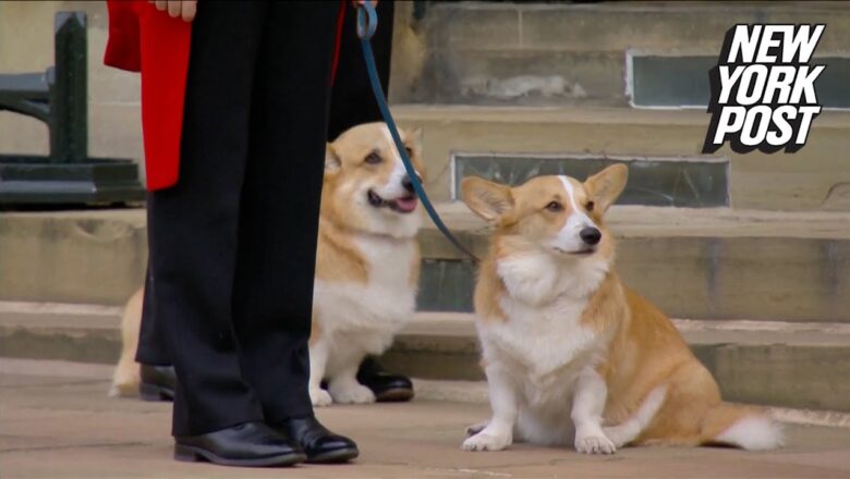 Prince Andrew comforts corgis following Queen Elizabeth’s funeral | New York Post