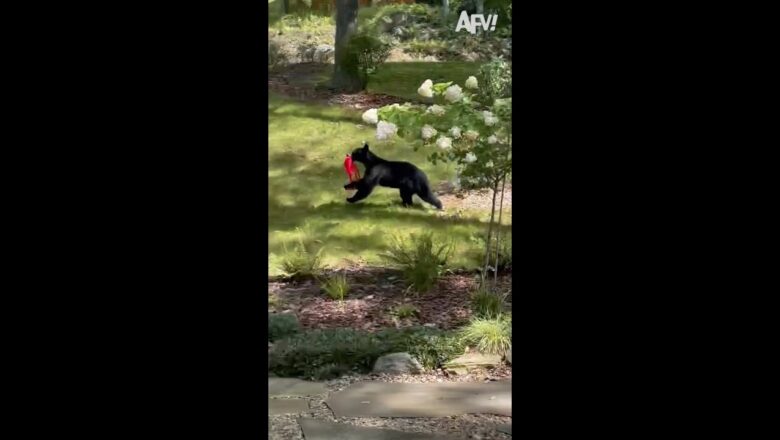 Bear Steals a Bag #shorts #funny