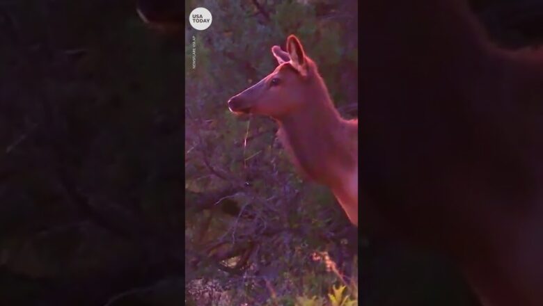 Beautiful elk yells in the New Mexico autumn morning | USA TODAY #Shorts