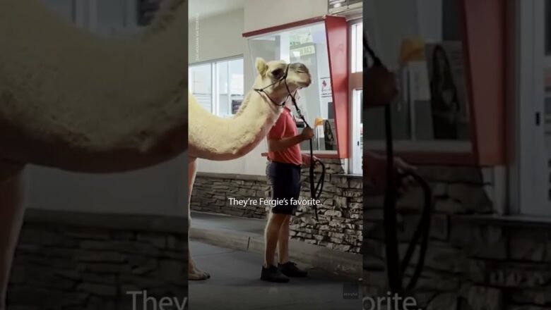 Camel gets french fries from In-N-Out drive-thru in Las Vegas | USA TODAY #Shorts