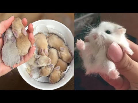 Cute baby animals Videos Compilation cute moment of the animals – Cutest Animals #11