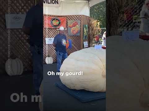 Giant pumpkin weighing over 1,800 lbs stuns crowd and takes top prize | USA TODAY #Shorts