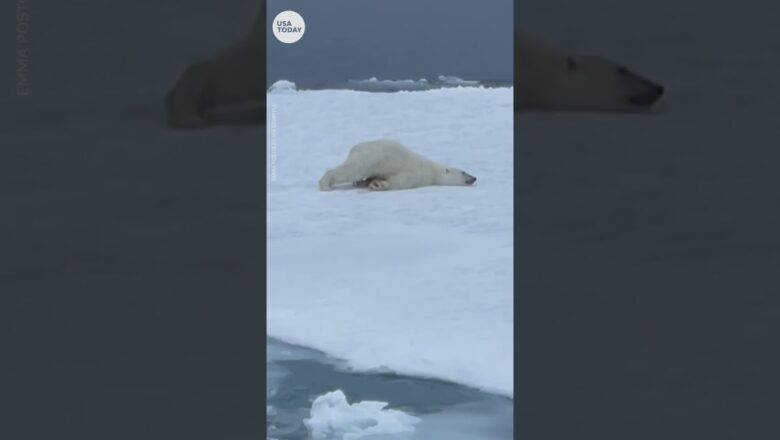 Polar bear scoots across the Arctic tundra after plunging in the water | USA TODAY #Shorts