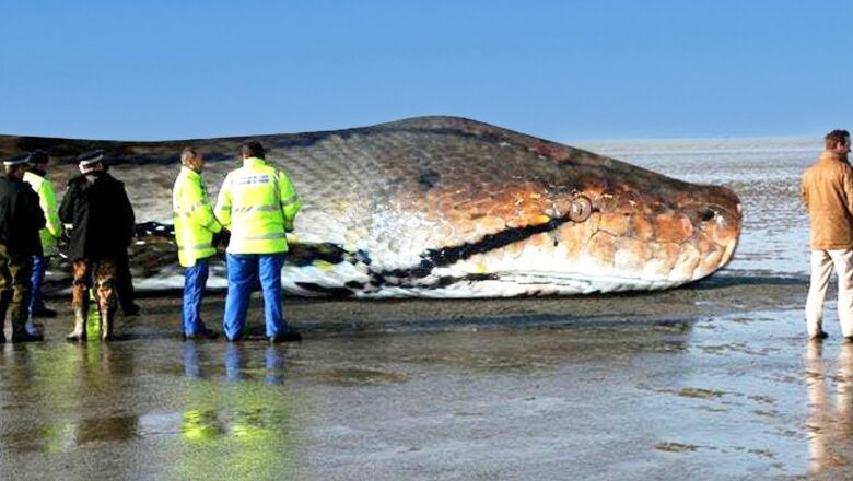 Snakes That Are Scarier than Titanoboa