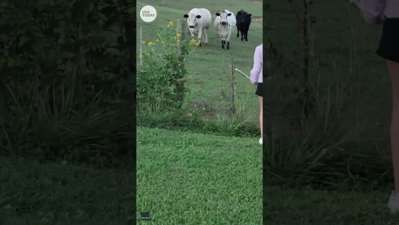 Curious cows enjoy 11-year-old girl playing the flute in Virginia | USA TODAY #Shorts