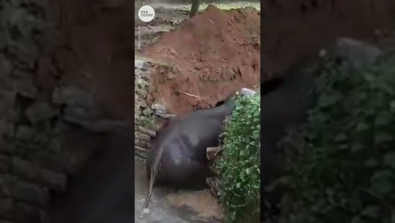 Good Samaritans help elephant trapped in well | USA TODAY #Shorts