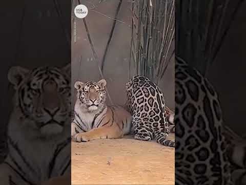 Jaguar massages tiger at China zoo | USA TODAY #Shorts