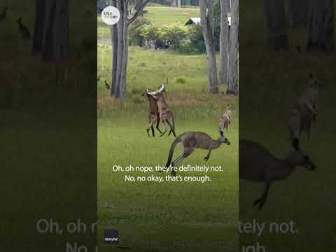 Kangaroo fight interrupts wedding ceremony in Australia | USA TODAY #Shorts