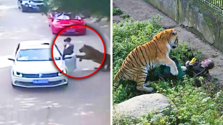 Most Dangerous Zoos In The World