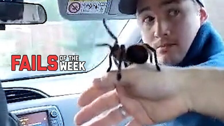 Pet My Spider! | Fails Of The Week