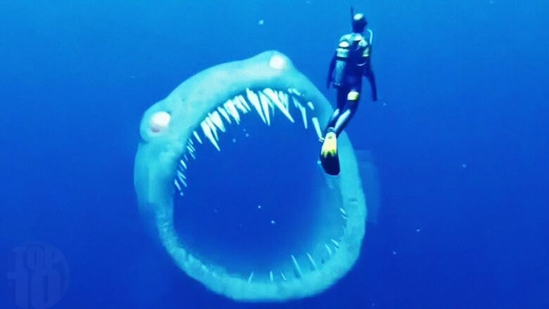 Sea Creatures That Could KILL Megalodon