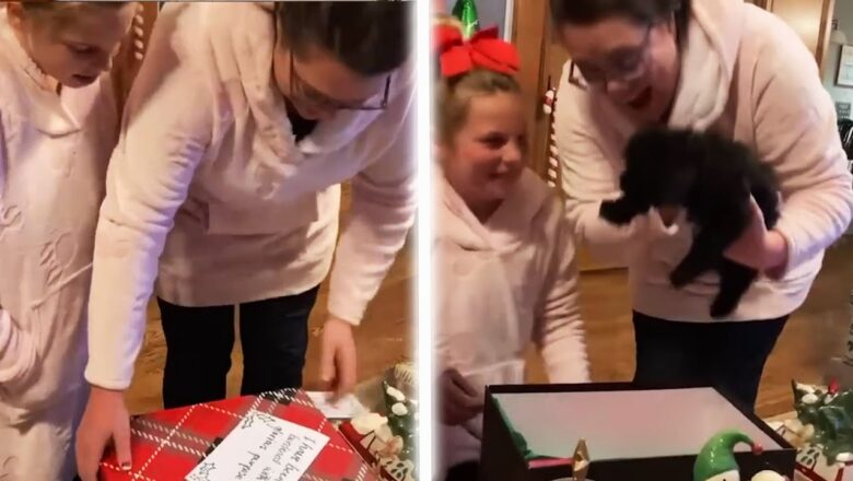 These Reactions To New ‘Puppy Surprise’ Will Melt Your Heart ? Happy Holiday Moments | AFV 2022