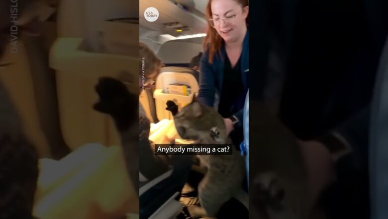 Flight attendants find cat roaming cabin during United Airlines flight | USA TODAY #Shorts