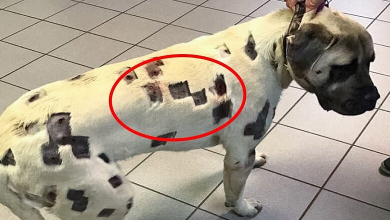 When Doctor Saw These Marks, He Burst Into Tears