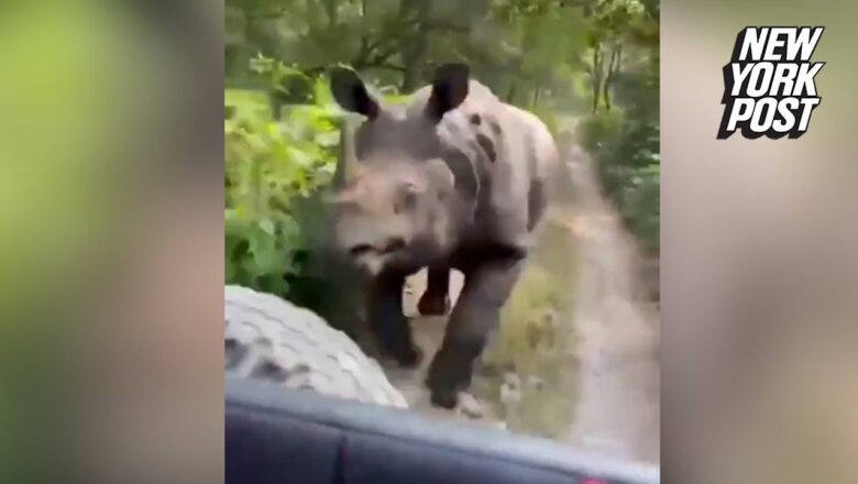 Wild videos show rhinos charge at tourist safaris in India | New York Post