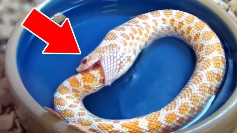 Animals That Can Live After Death