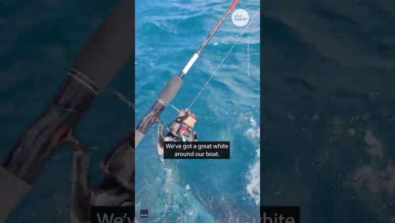 Australian fishermen have close encounter with shark: ‘Gonna need a bigger boat’ | USA TODAY #Shorts