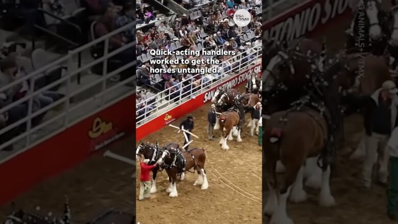 Budweiser Clydesdales get tangled at San Antonio rodeo | USA TODAY #Shorts