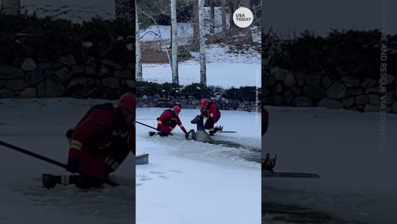 Firefighters rescue elk trapped in frozen Colorado pond | USA TODAY #Shorts