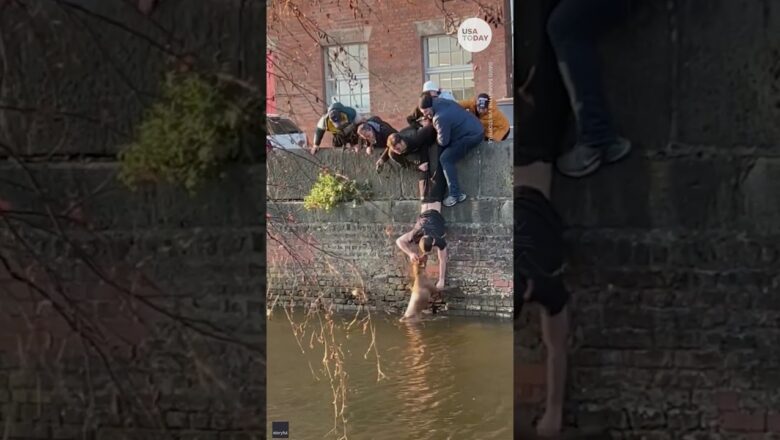 Good Samaritans save stranger’s dog from drowning | USA TODAY #Shorts