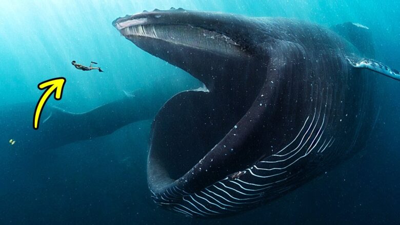If a Whale Swallowed You, What Would Happen?