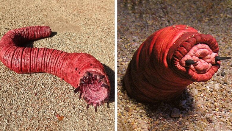 If You See This In The Desert, Run And Call For Help!