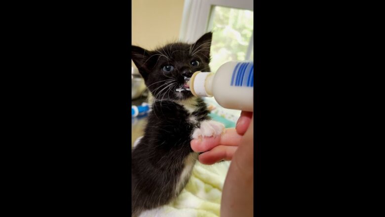 kittens bottle-feeding for one minute straight #shorts