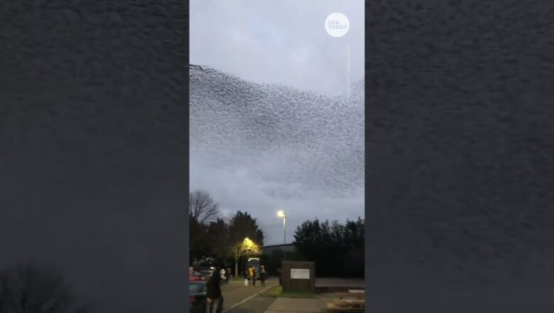 Mesmerizing murmuration of starlings flies across UK sky | USA TODAY #Shorts