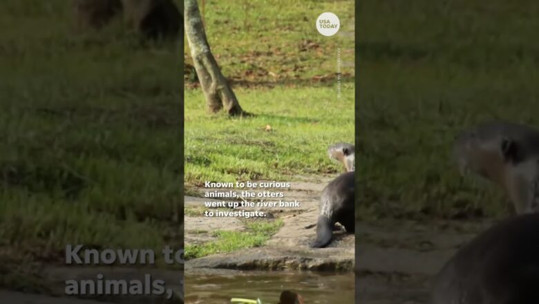 Mischievous otters come face-to-face with a cobra | USA TODAY #Shorts