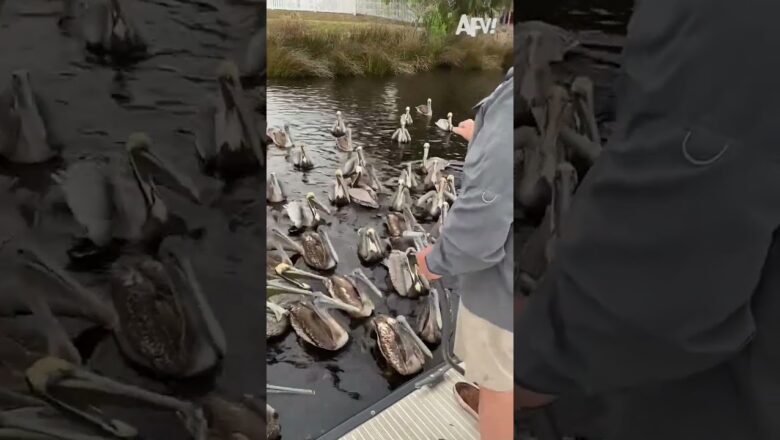 So You Think You Peli-Can Dance Auditions?!?? #funny #nature #bird #shorts