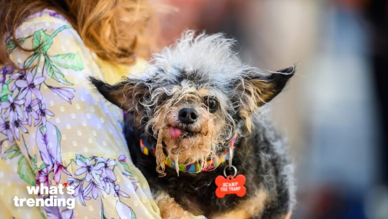The Most Talented, Beautiful, and Ugly Dogs in the World