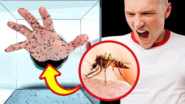 What Would Happen to Your Body If 1000 Mosquitoes Bite You?
