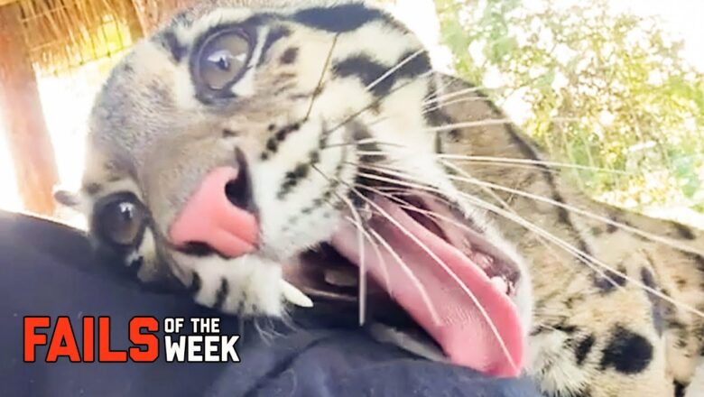 When Cats Attack! Fails Of The Week